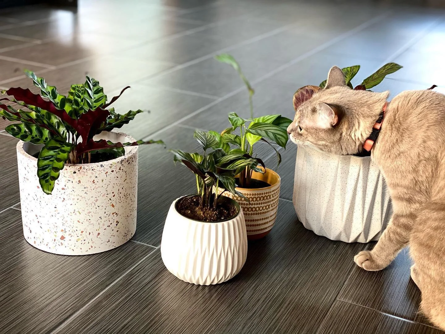 Checking out the new roommates #calathealovers @theleafyplant