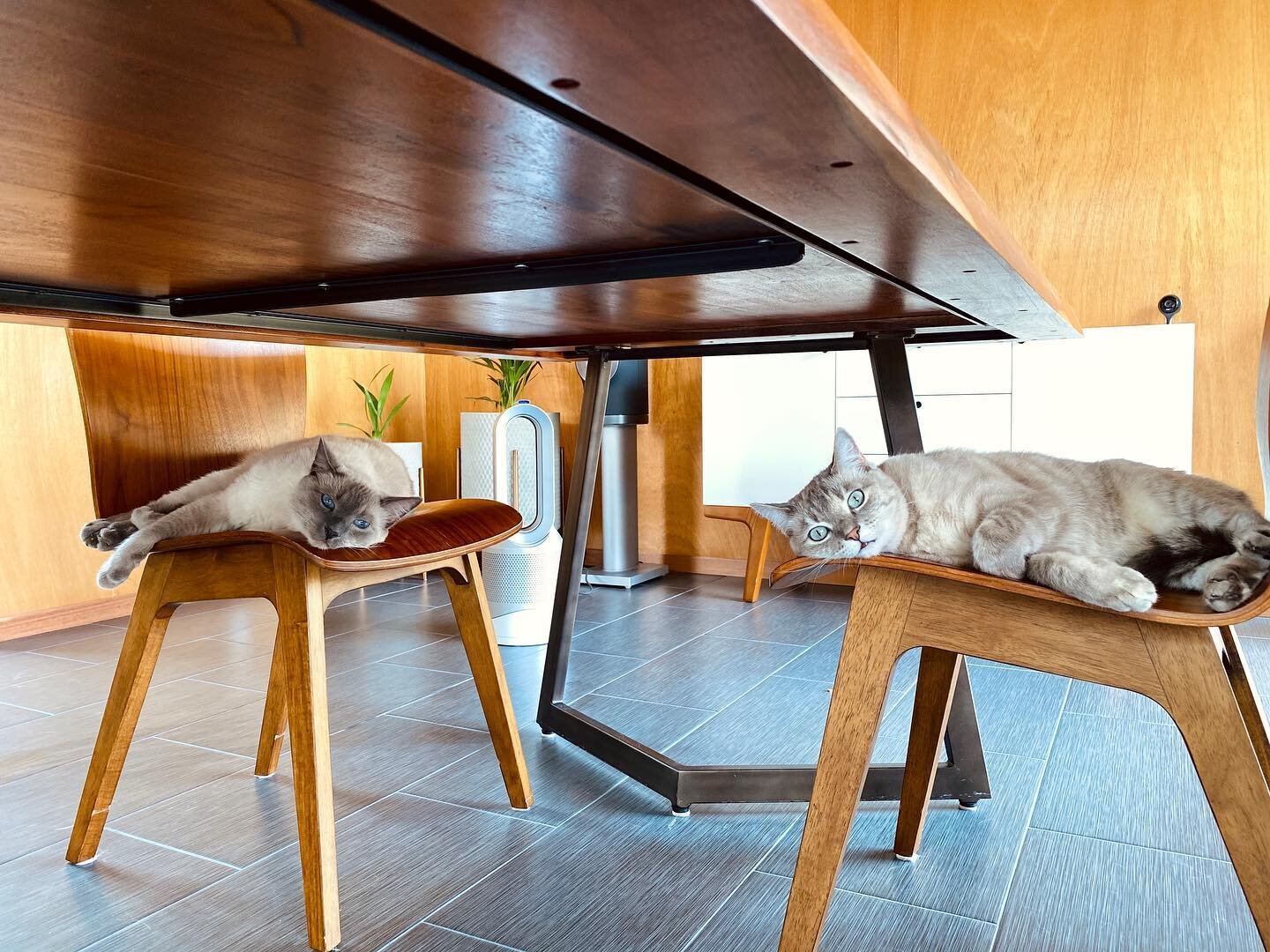 Kitties enjoying their prime hangout spot in front of the fan #caliheatwave