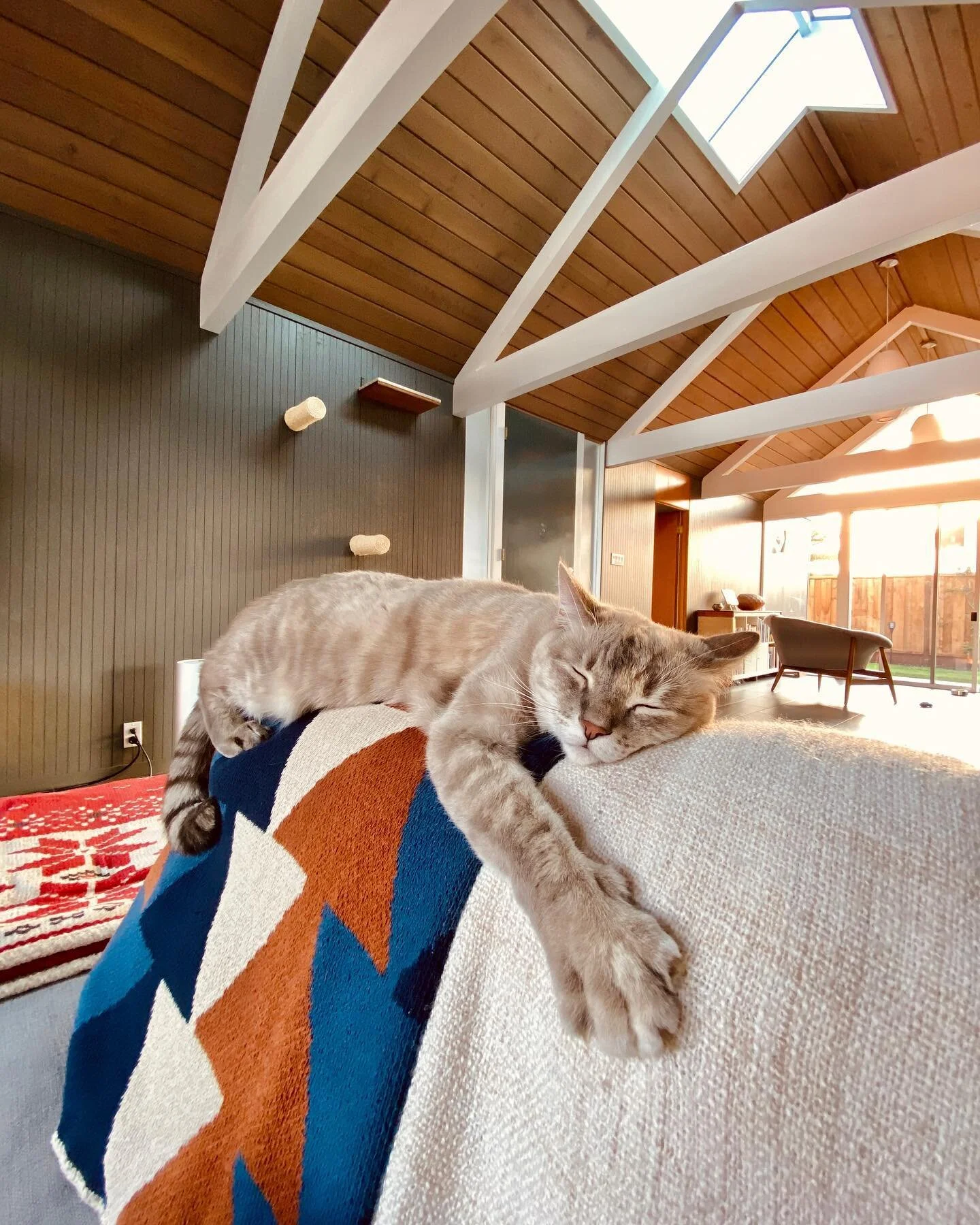 Not picky about where to nap 😴