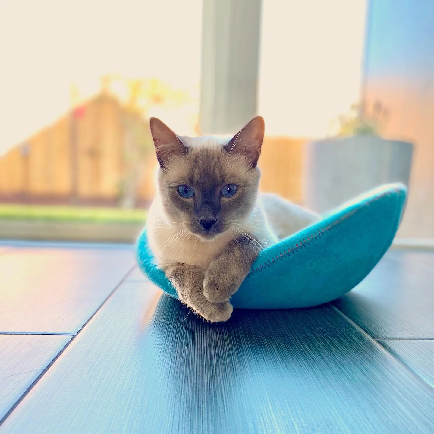 It&rsquo;s #caturday and it&rsquo;s hot outside 🥵