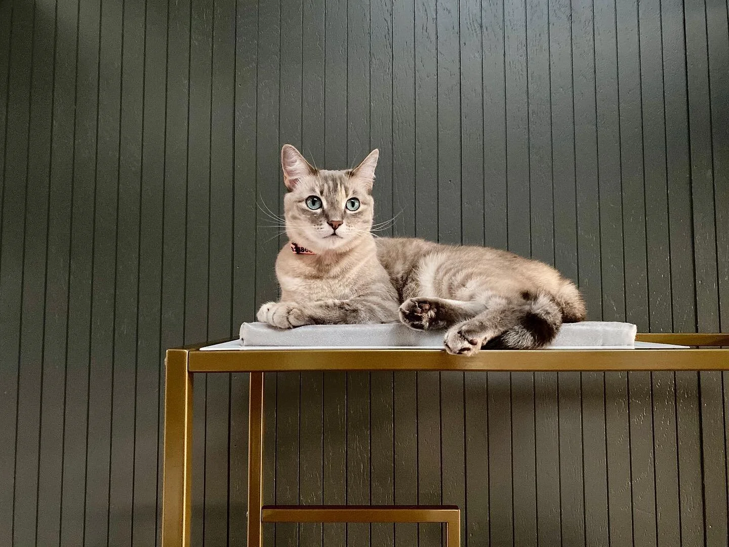 Happy international cat day