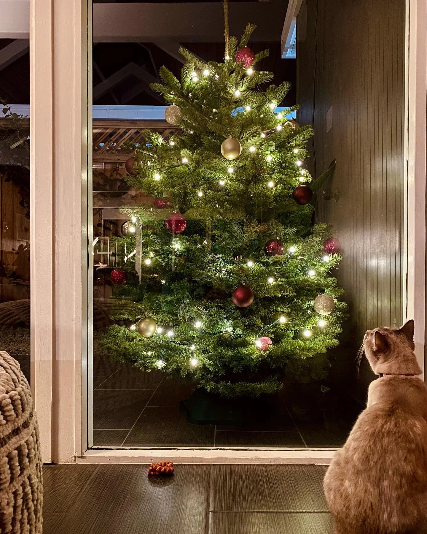 Cat safe Christmas tree - made possible by floor to ceiling Eichler windows 😊❄️
