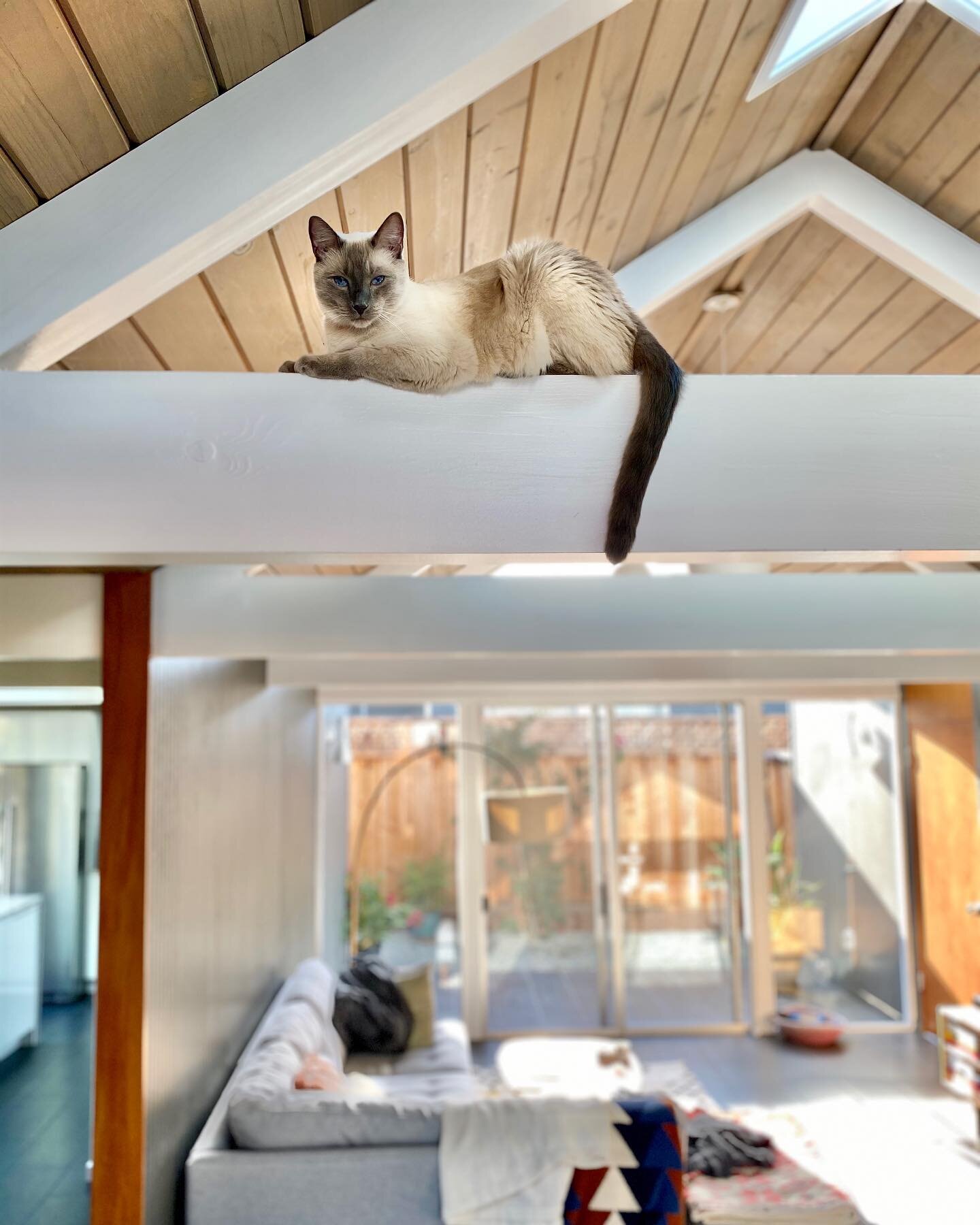 Cat or chameleon? #catslovebeams