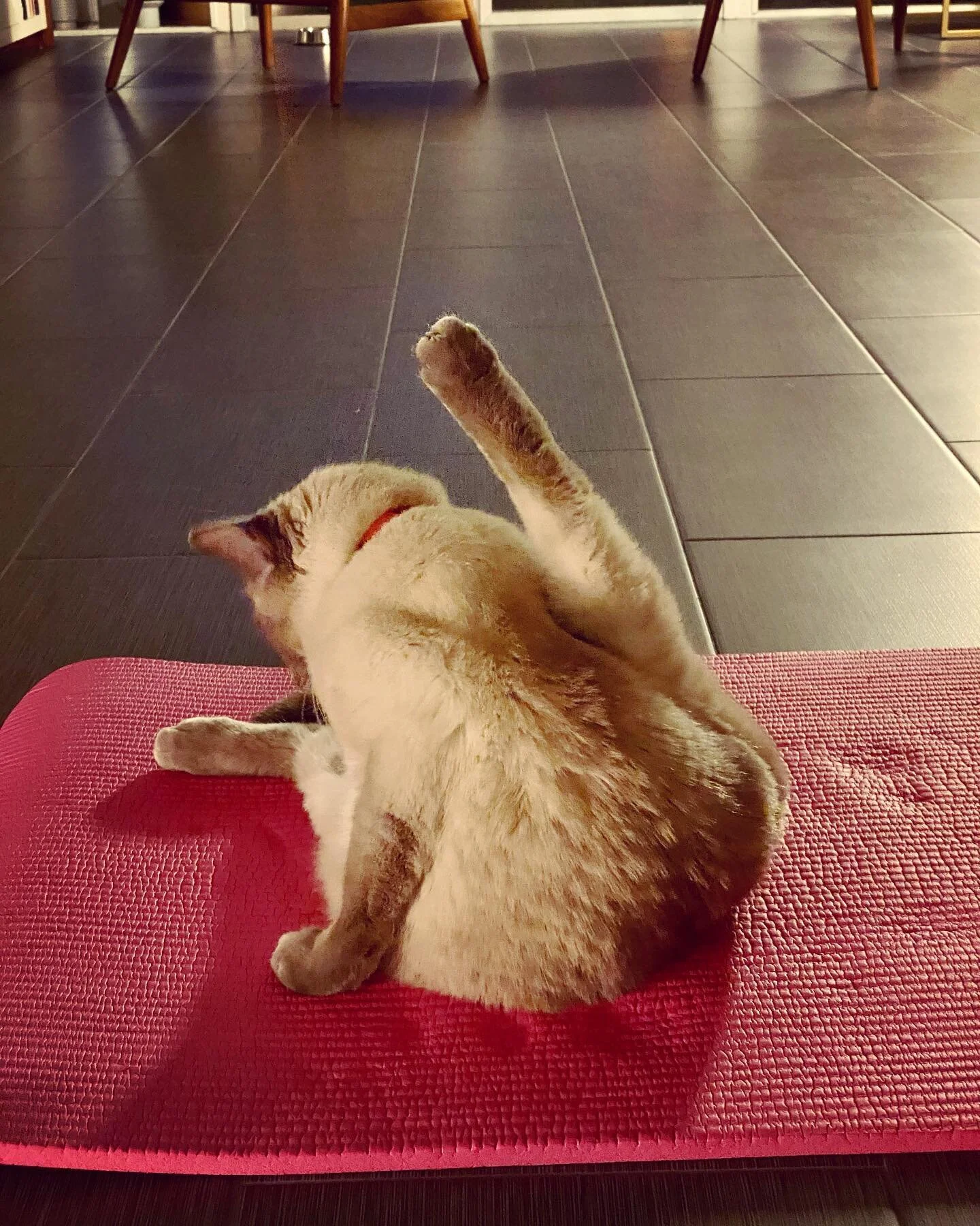 Yoga time #catyoga