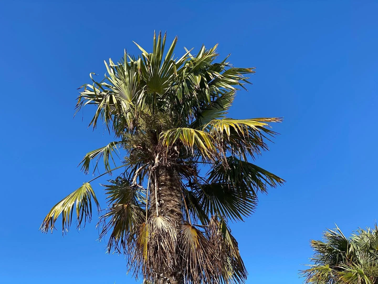 Super blue #californiasky #nofilterneeded