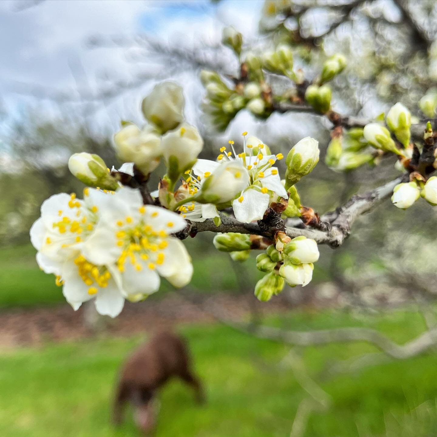 Even though the apple blossoms are still hiding, the pears, nectarines and peaches are in full bloom! 🌸 

Join us this weekend for a spring walk through the orchard. It&rsquo;s the perfect place to relax with your pup (and friends) with a pint in ha