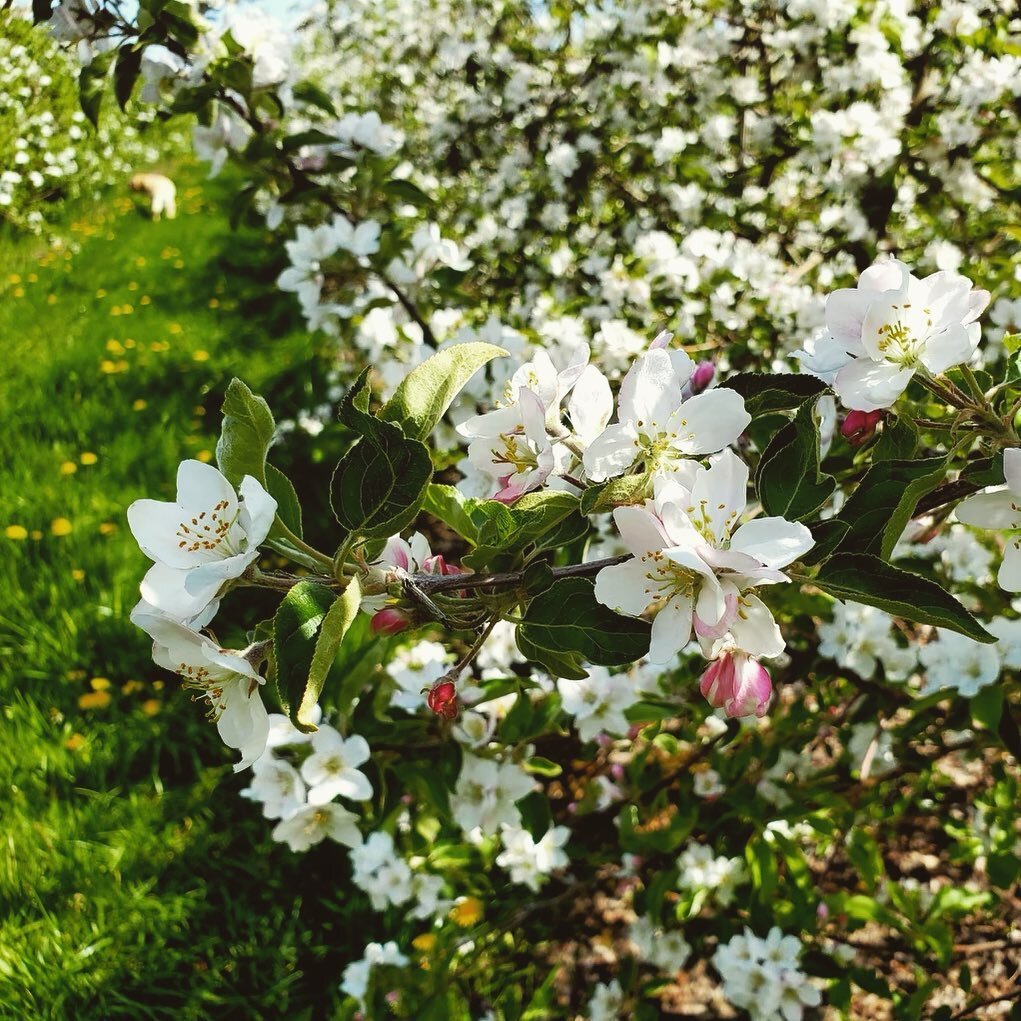 Blossom season is in full swing at the orchard, and just in time for Mother&rsquo;s Day!

Swing by with your mum this weekend for a drink and a walk through the apple blossoms. Don&rsquo;t forget to snack on one of our gourmet soft pretzels, or apple