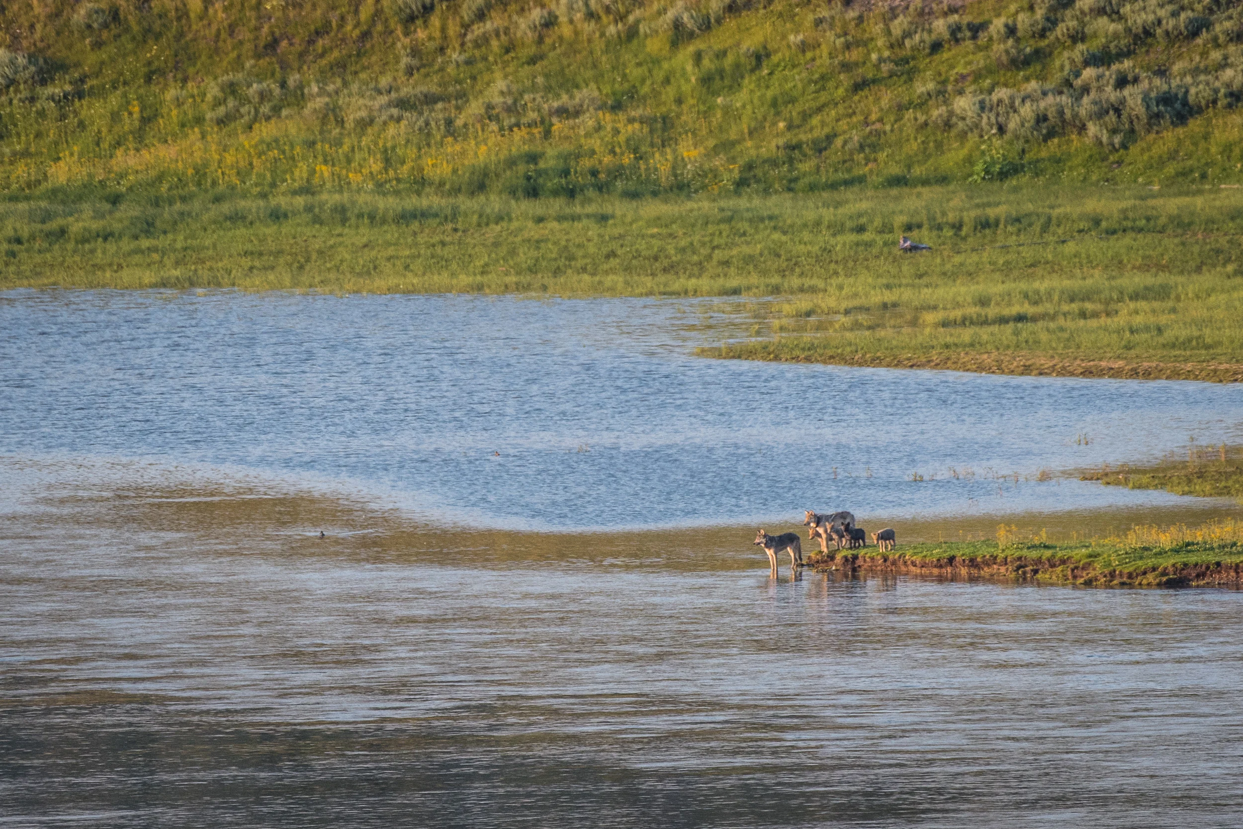 2017-07-21 Grand Teton and Yellowstone National Parks-9496.jpg