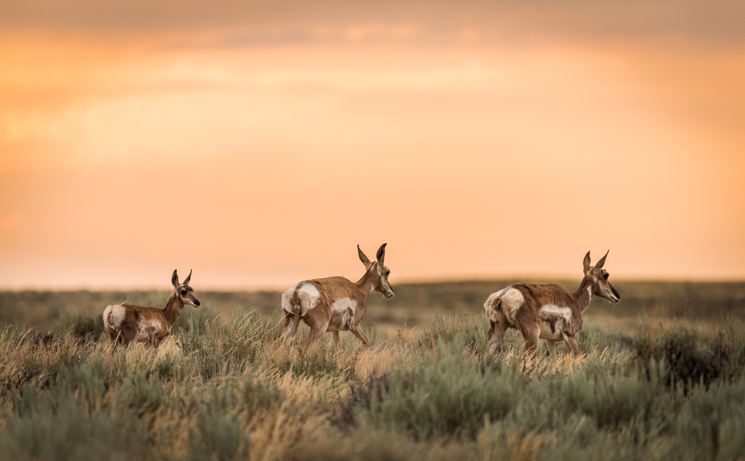 2017-07-20 Colorado through Wyoming (To Jackson)-5265.jpg