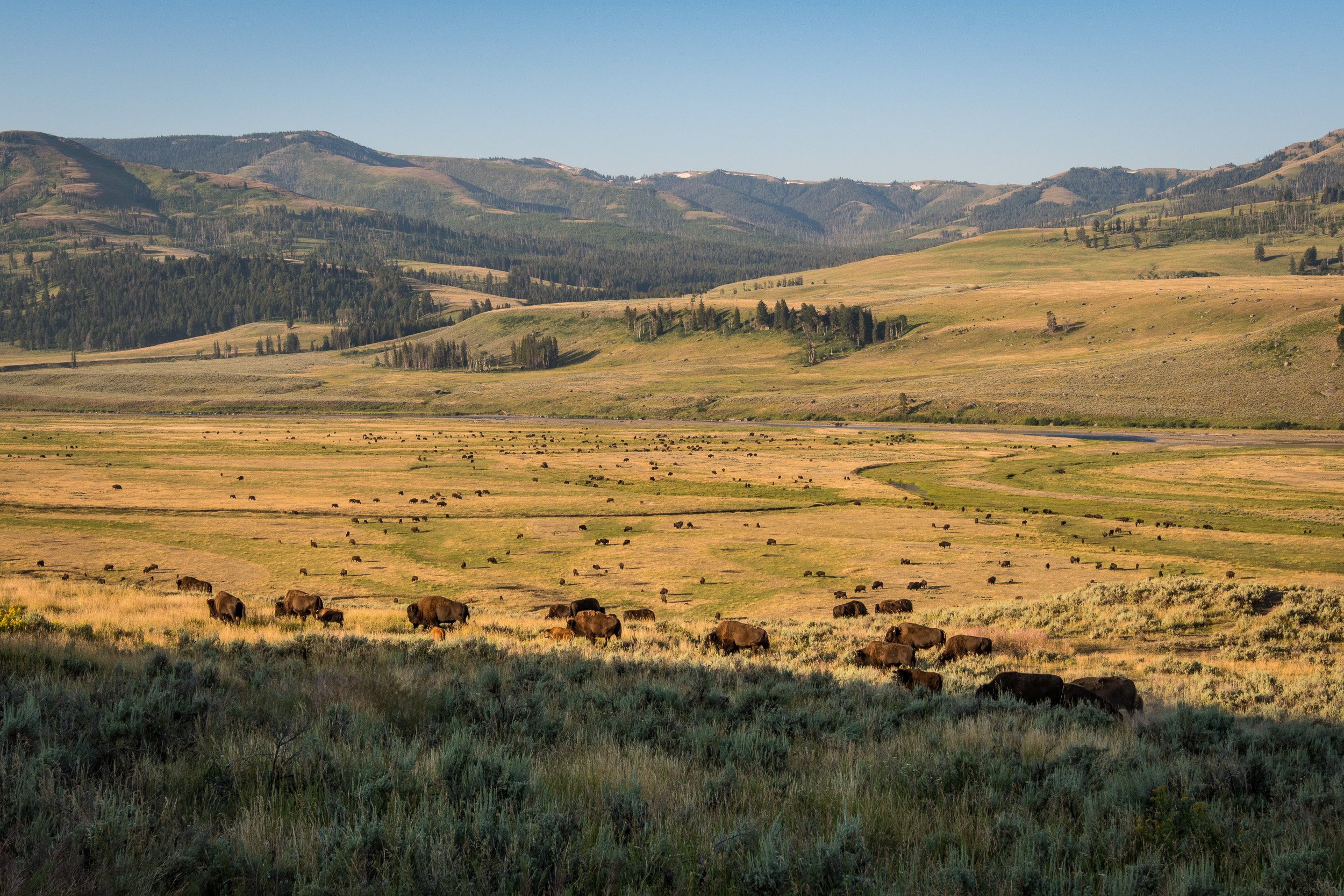 2017-07-22 Yellowstone National Park-0008.jpg