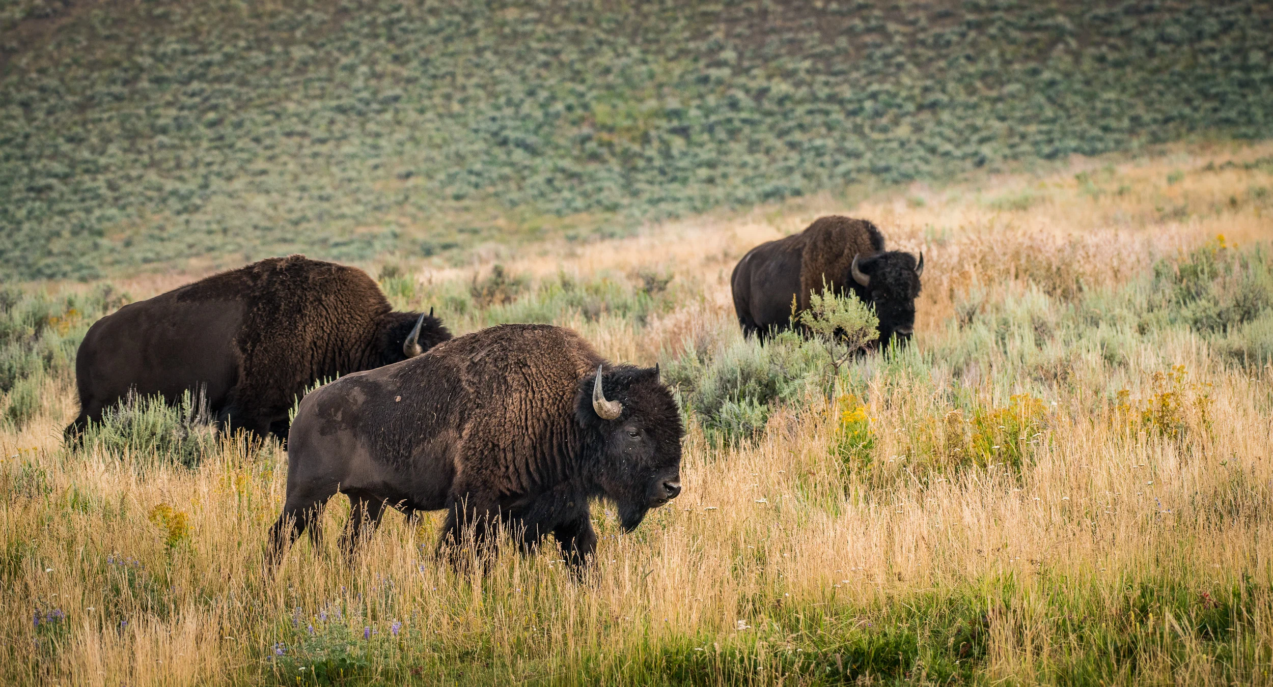 2017-07-22 Yellowstone National Park-6105.jpg