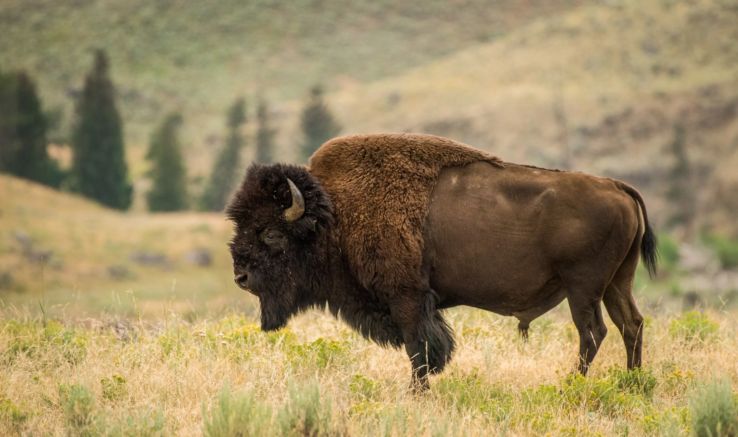 2017-07-24 Yellowstone National Park-6599.jpg