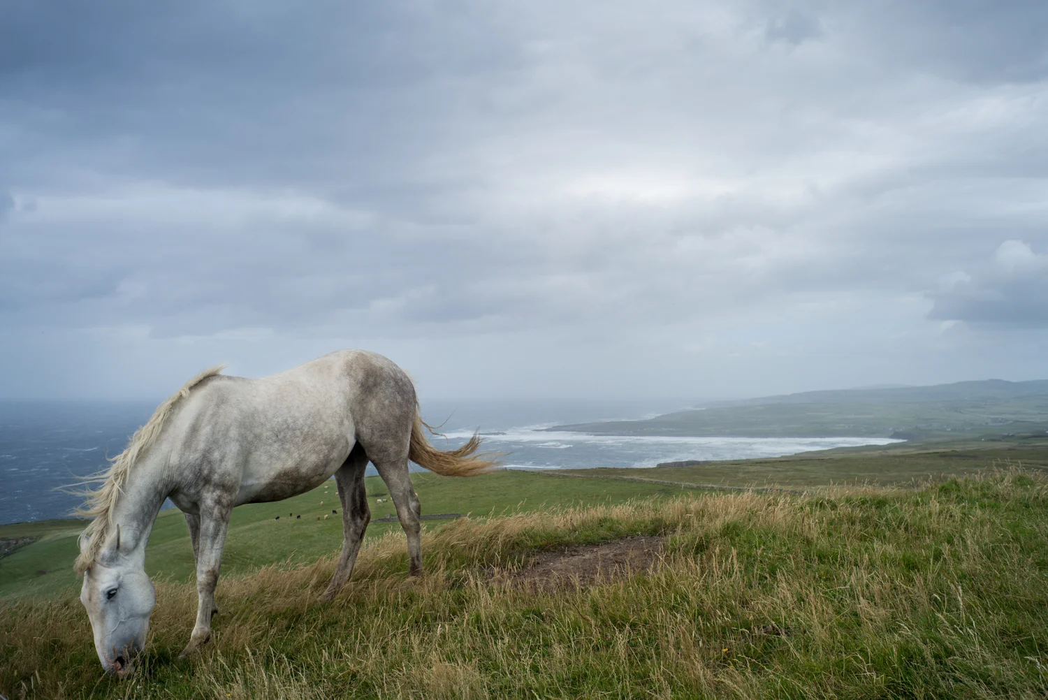 Grazing horses at the Cliffs of Moher - in pursuit of a photo like this one, I touched my forehead to electrified wire and was shocked. The feeling wore off an hour or so later :-)