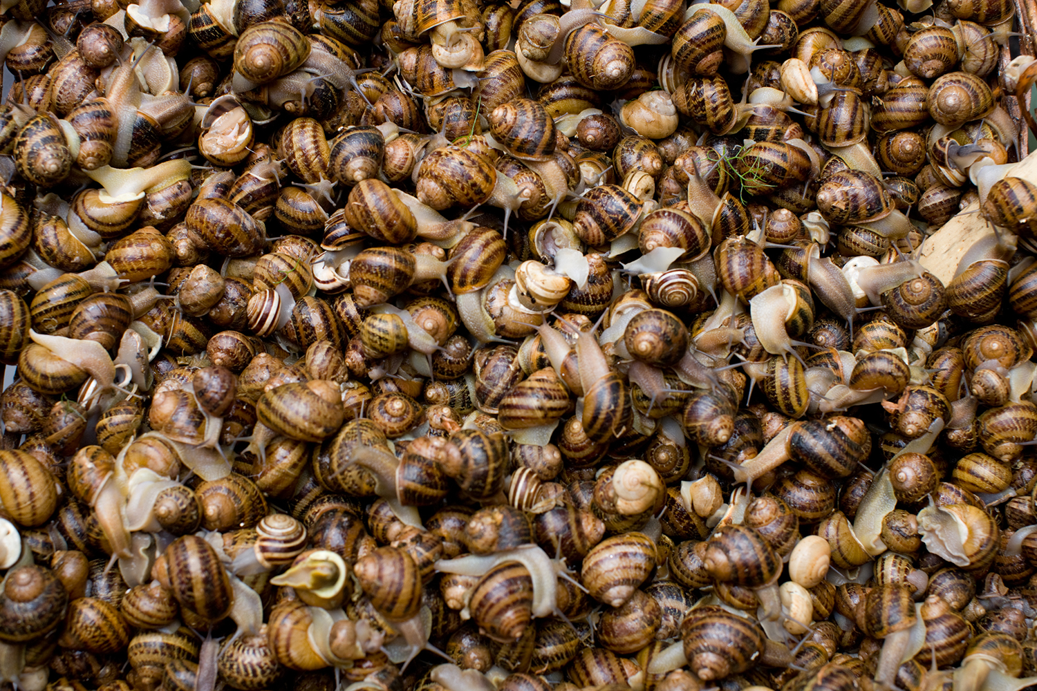  Live snails: 8 Euros per kilo. 