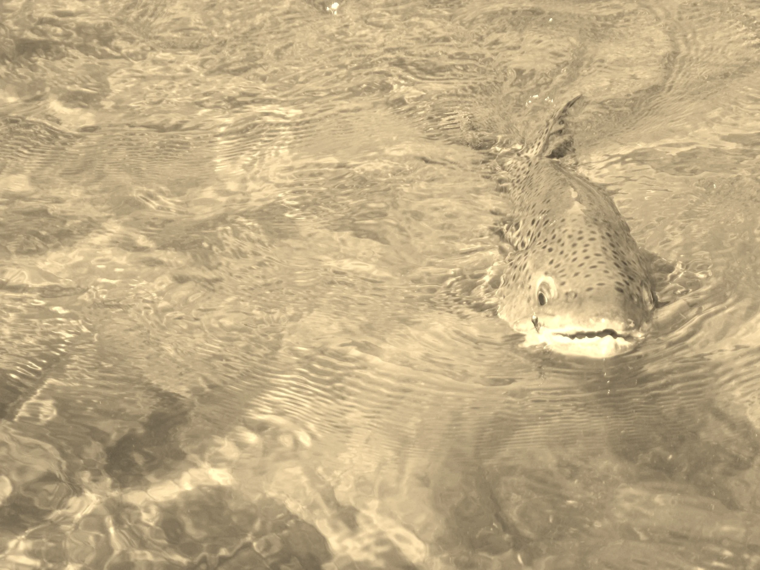 Fundamental Transformation: Youth Football Metamorphosis NZ