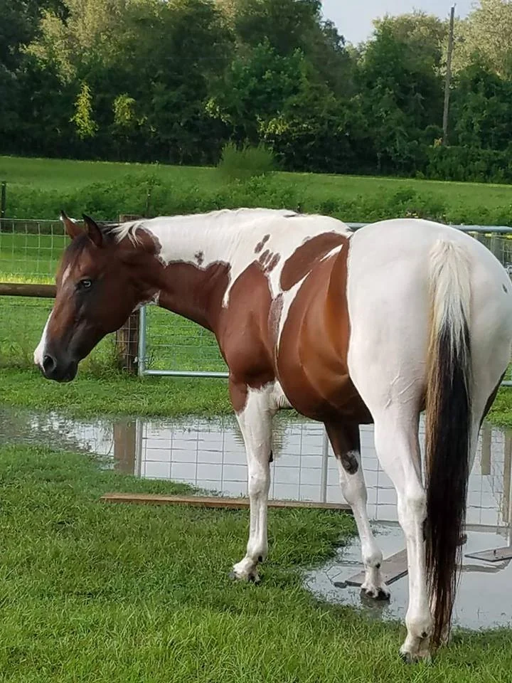 Lilly - our newest equine hero