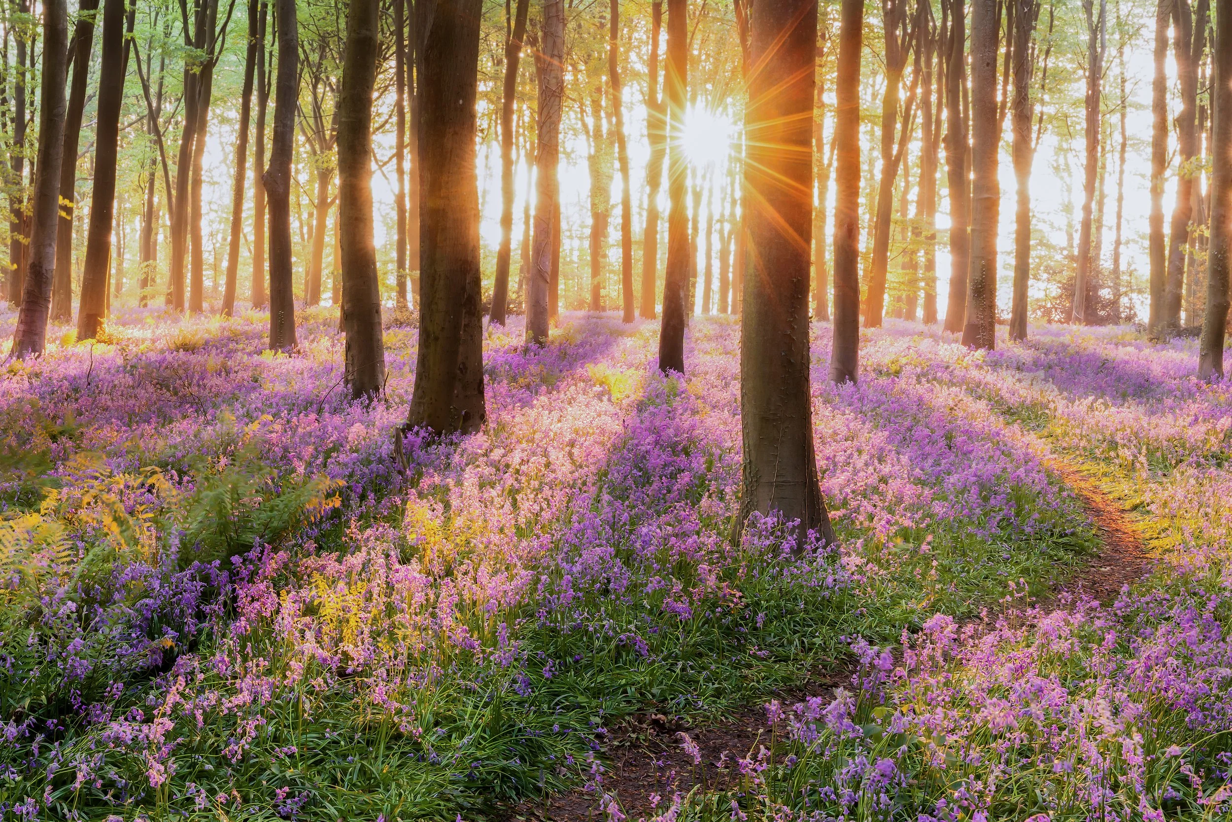 Woodland Trust Carbon Baseline and Decarbonisation Strategy Case Study