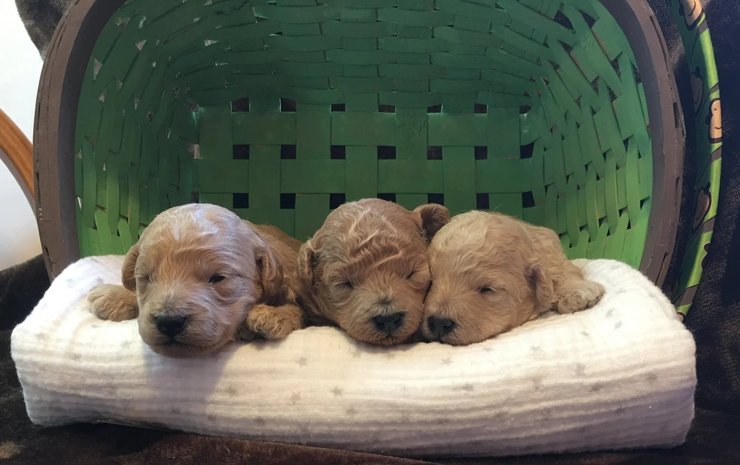 Stonewick Poodles