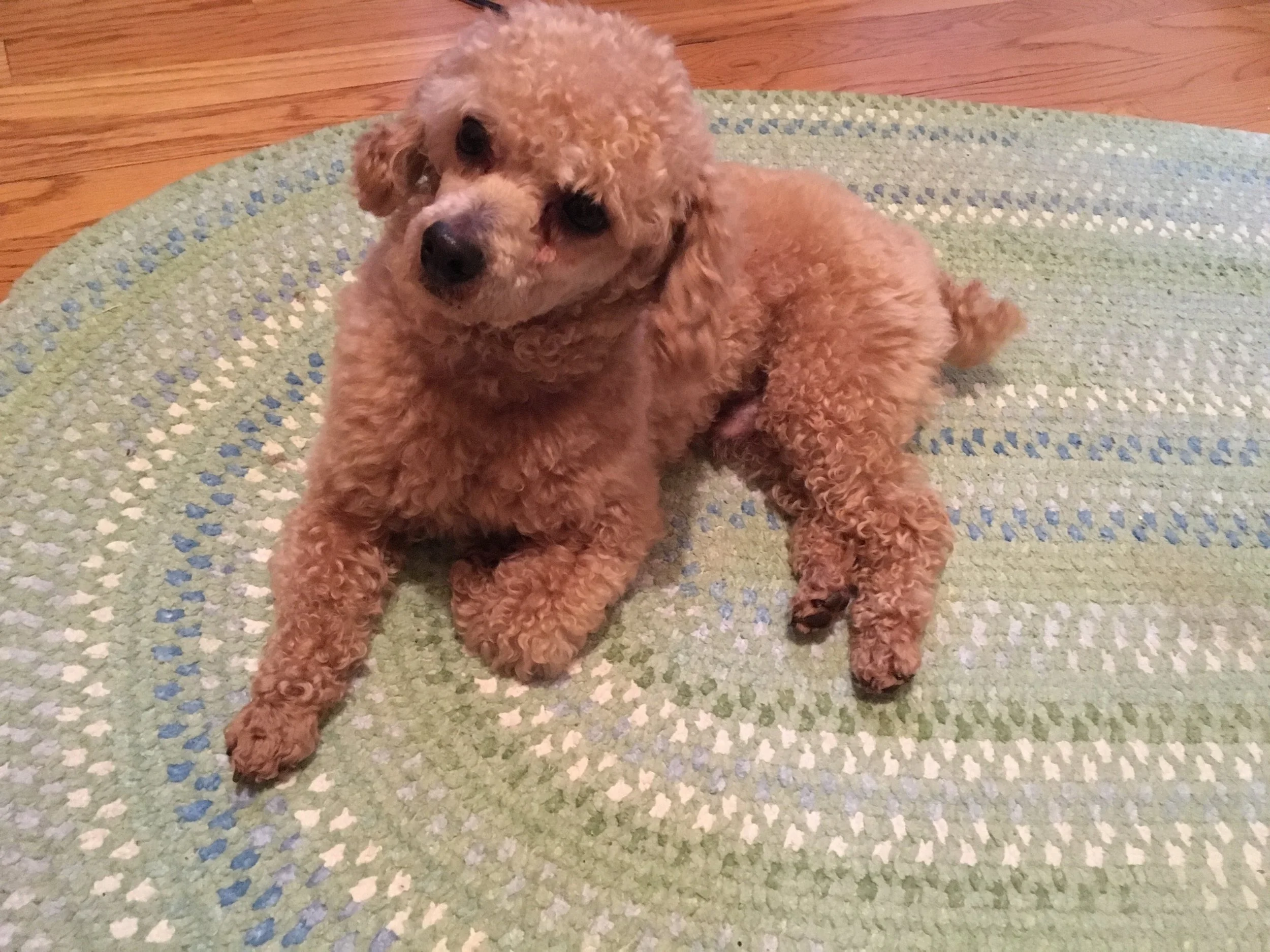 Stonewick Poodles