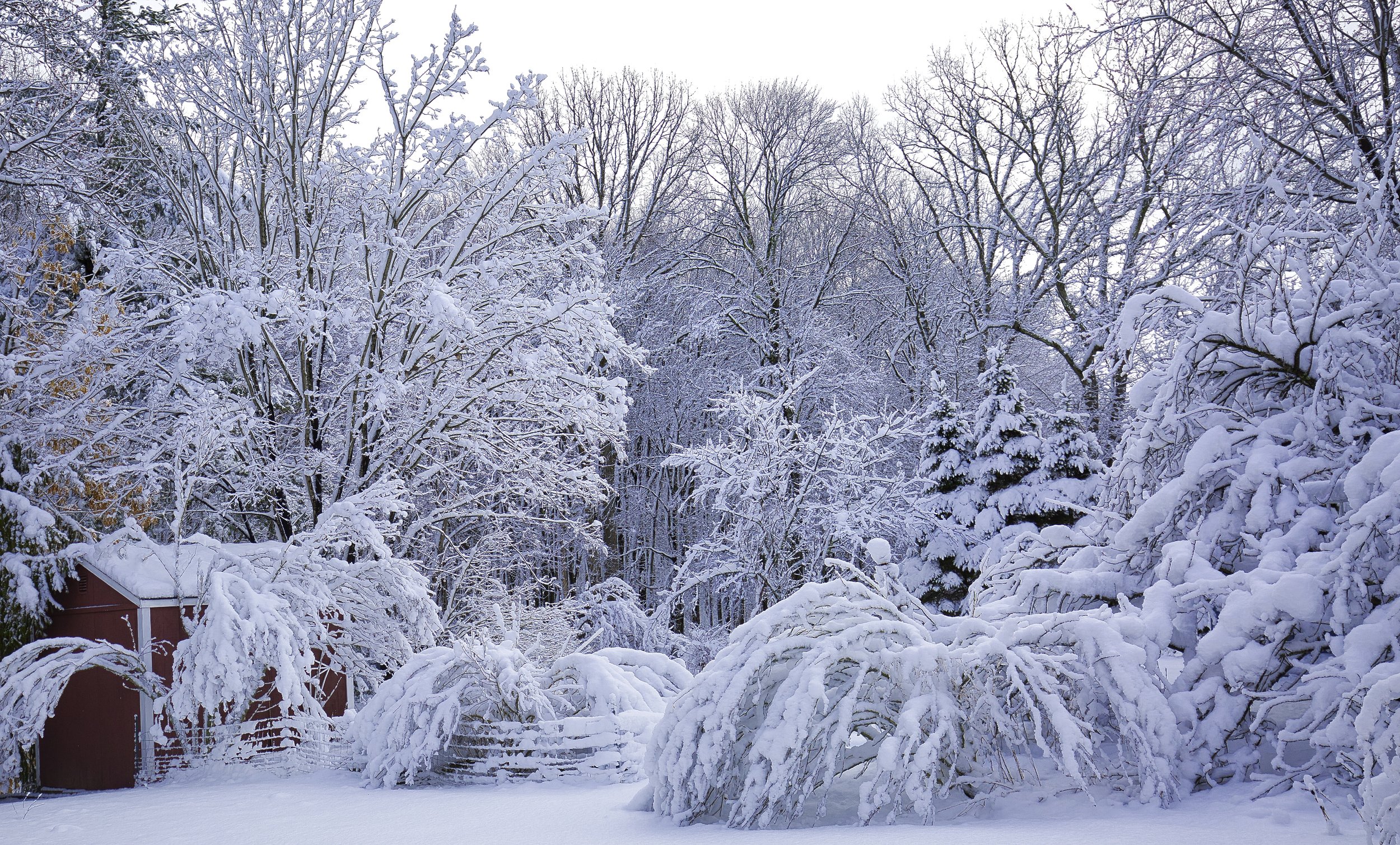 backyard snow.jpeg