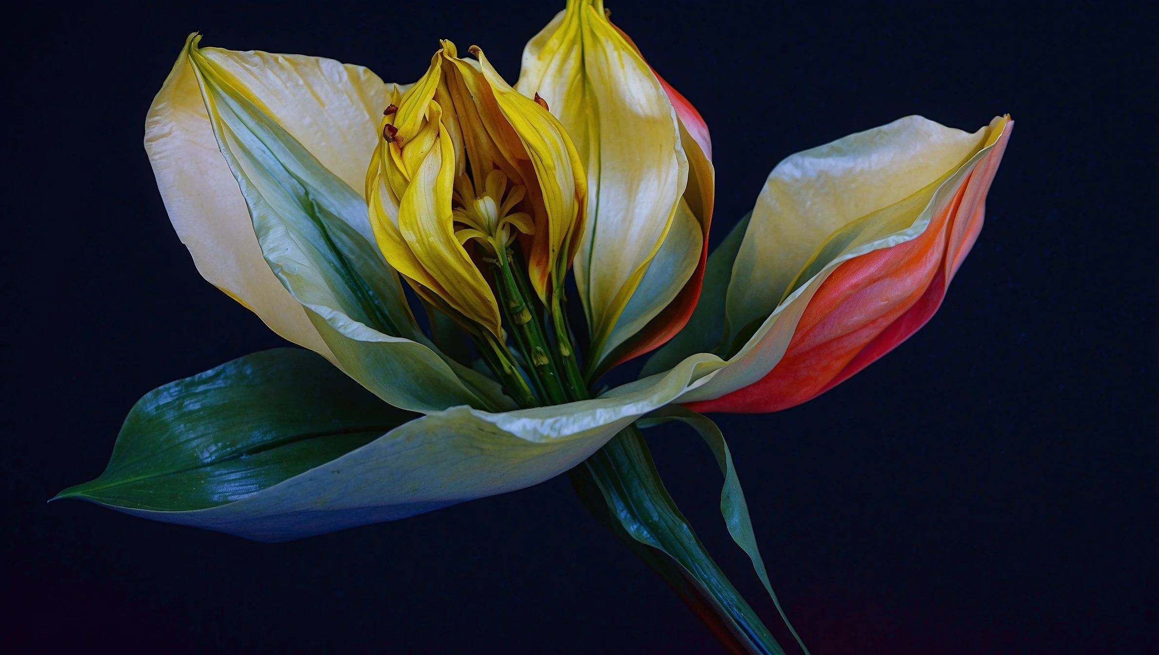 Abstract Flower #1 digital download