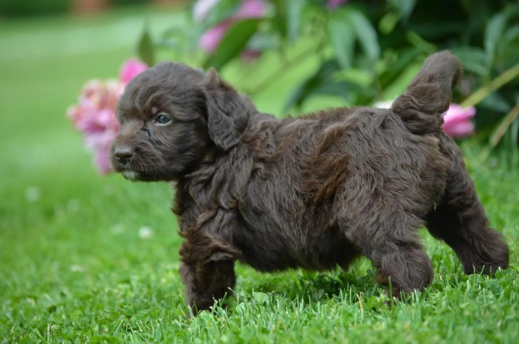Small Labradoodle For Sale Online