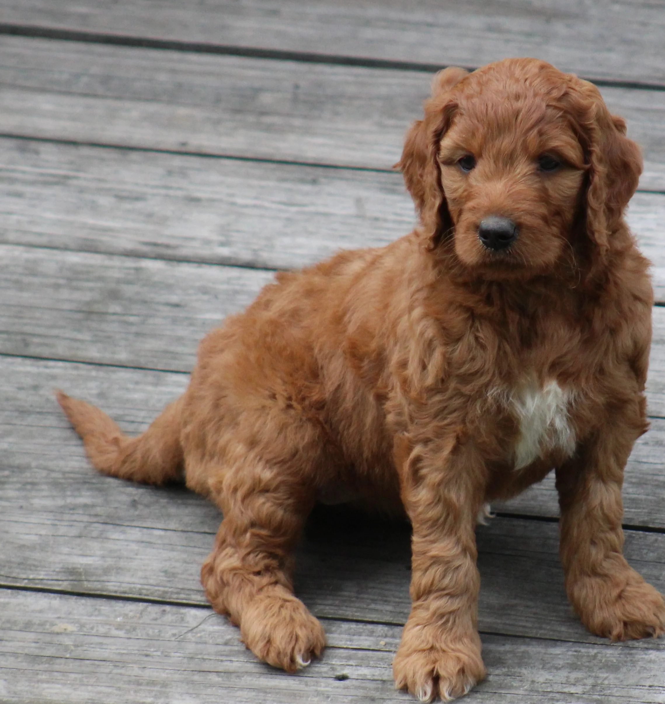 Reviews Read Testimonials from Crockett Doodles Puppy Owners