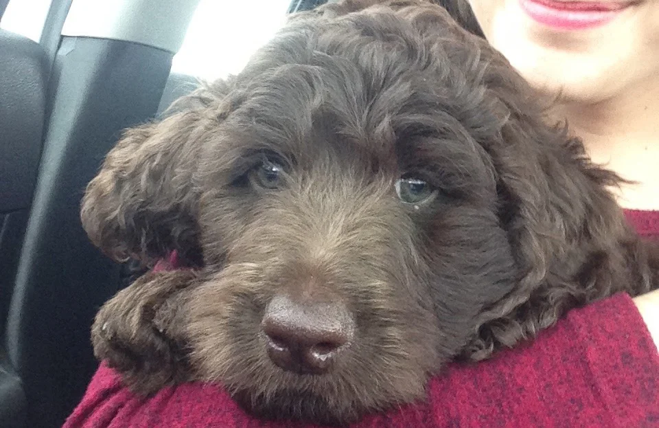 Reviews Read Testimonials From Crockett Doodles Puppy Owners