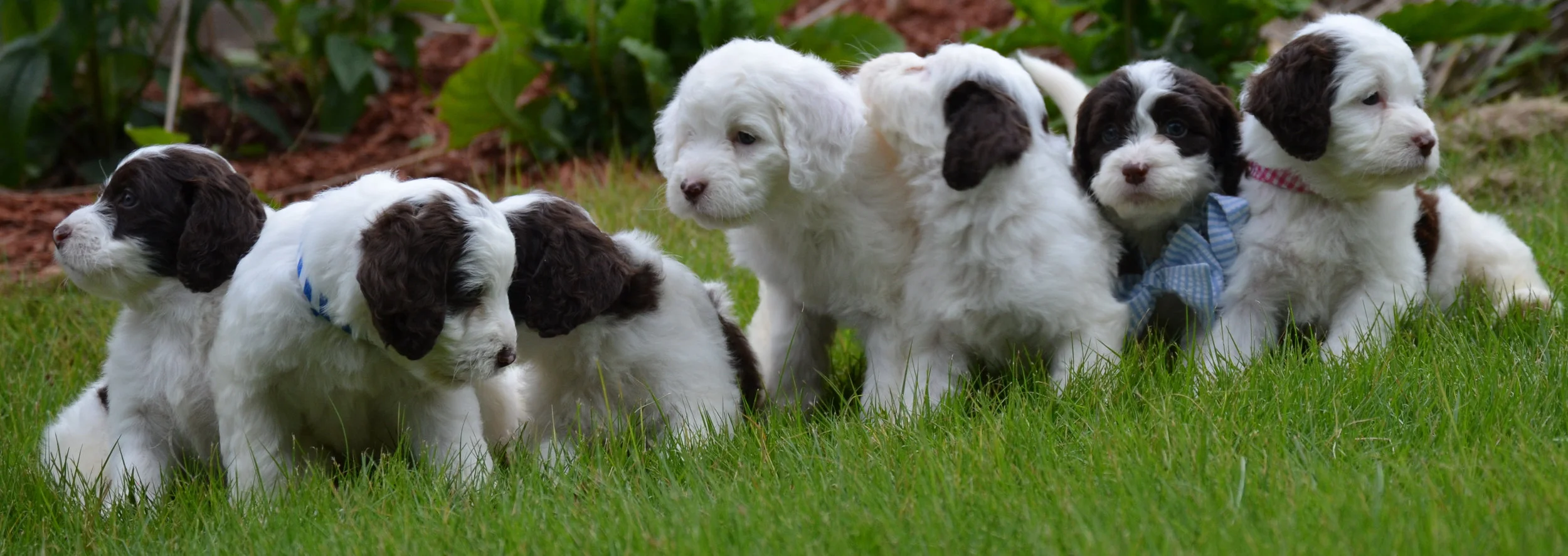 springerdoodle price