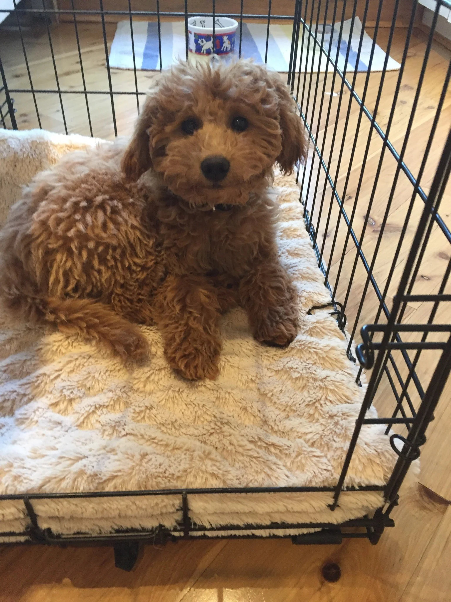 Reviews Read Testimonials from Crockett Doodles Puppy Owners