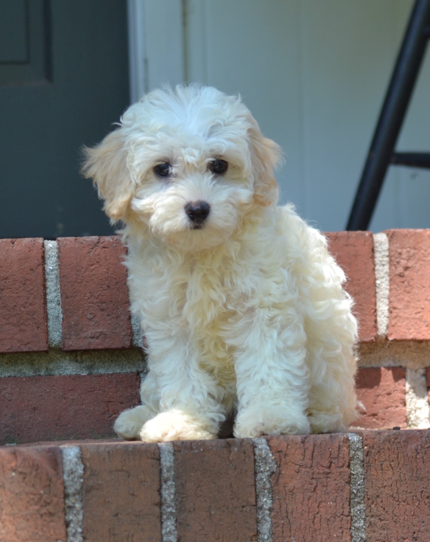 Reviews Read Testimonials from Crockett Doodles Puppy Owners