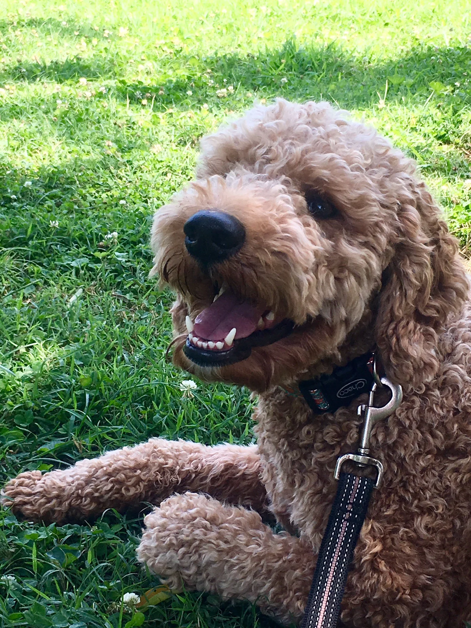 Reviews Read Testimonials from Crockett Doodles Puppy Owners