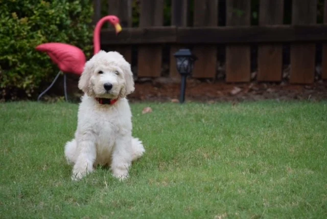 Wallace-standard-Labradoodle.jpg