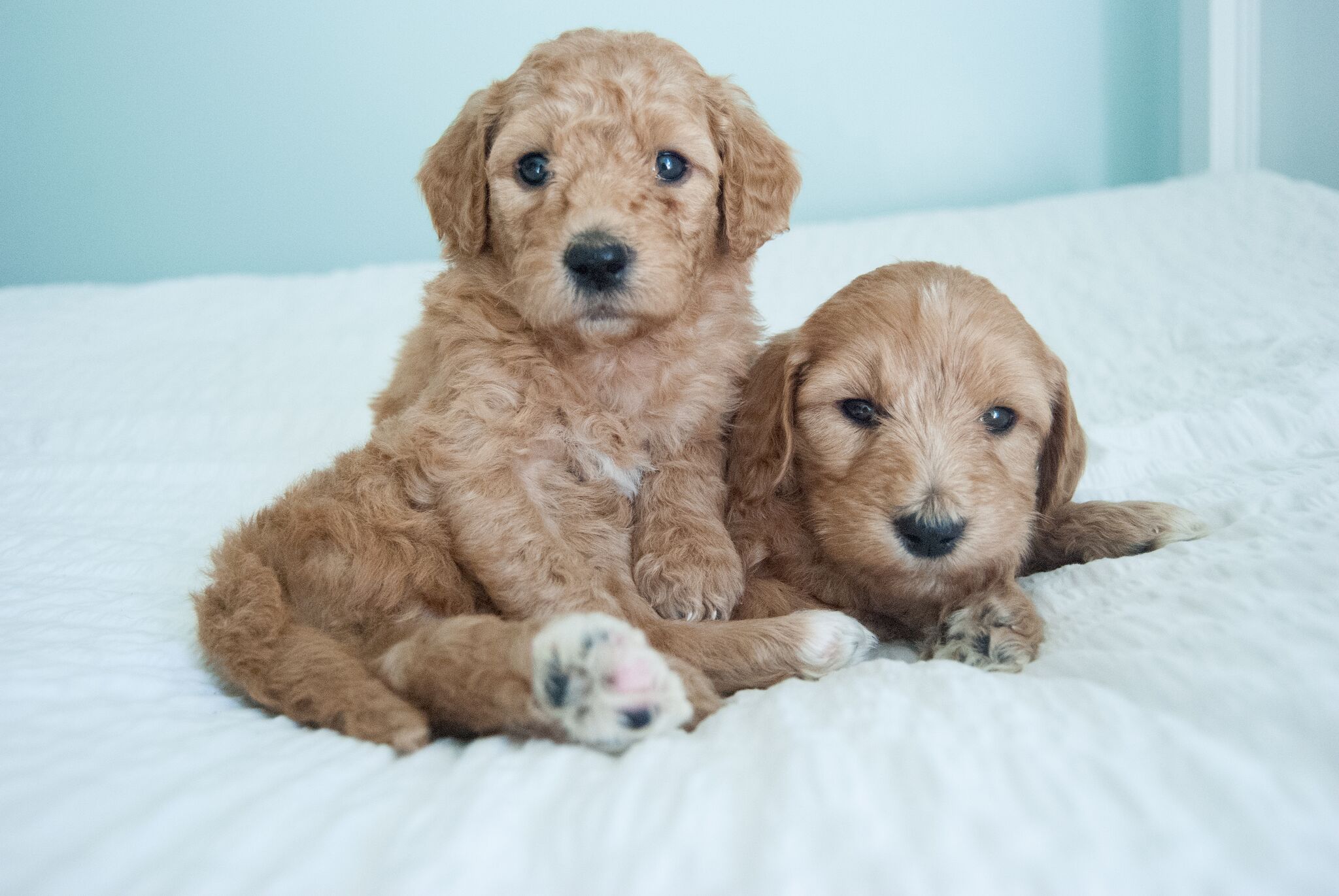 Crockett Doodles Family Raised Doodle Puppies For Sale