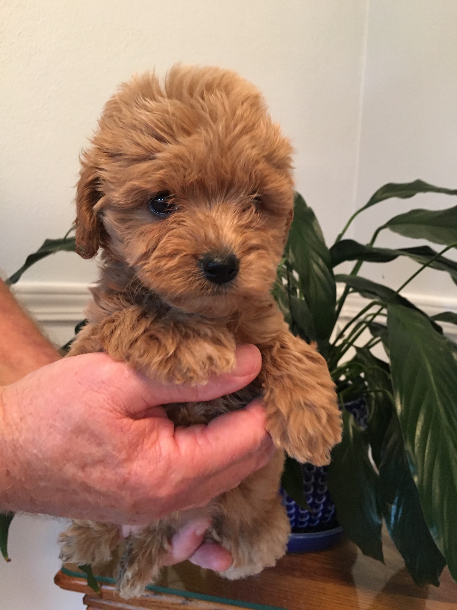 micro goldendoodle size