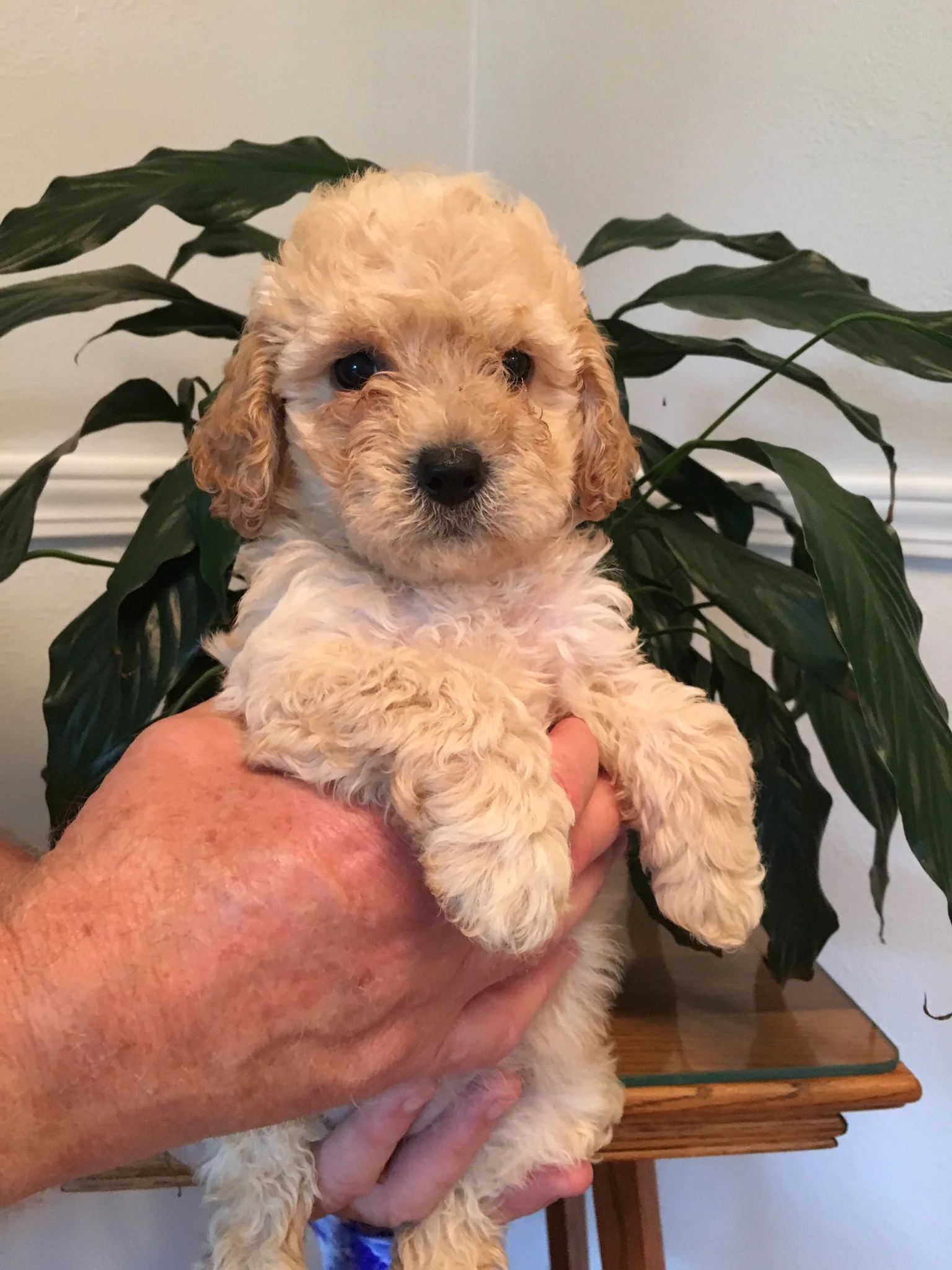xs petite goldendoodle for sale