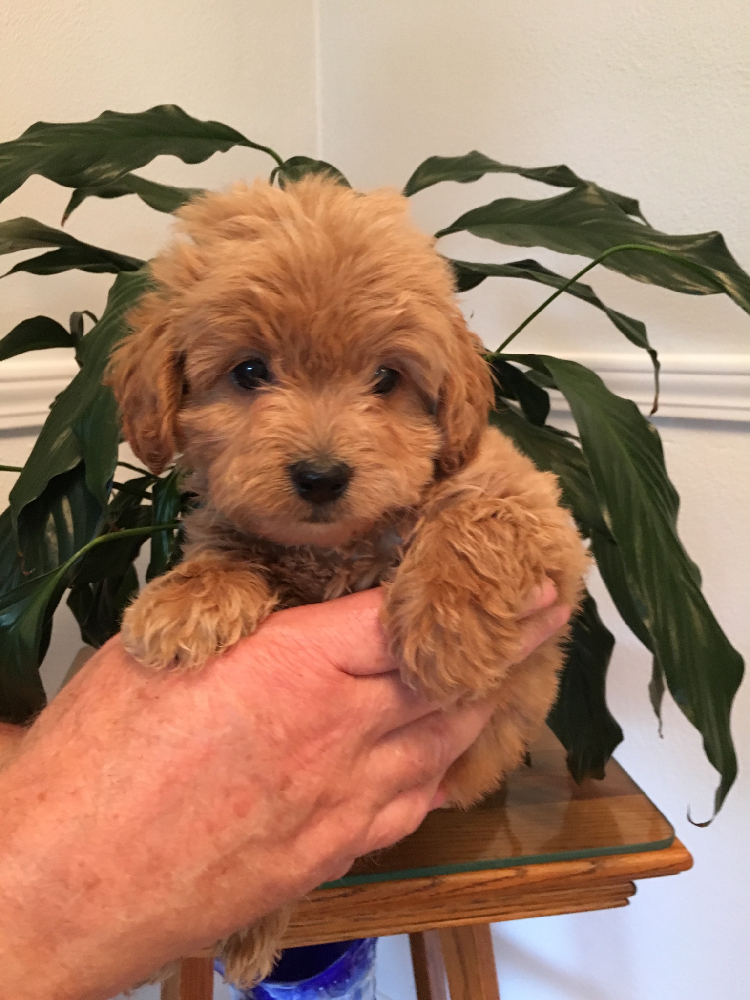 apricot mini goldendoodle for sale