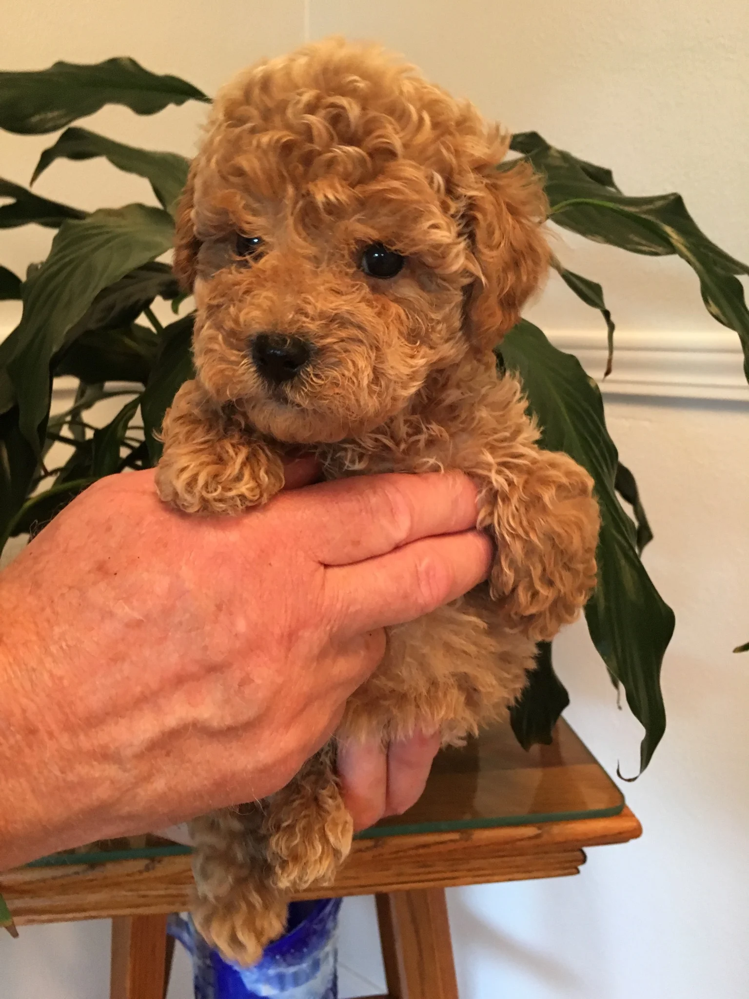 curly red goldendoodle