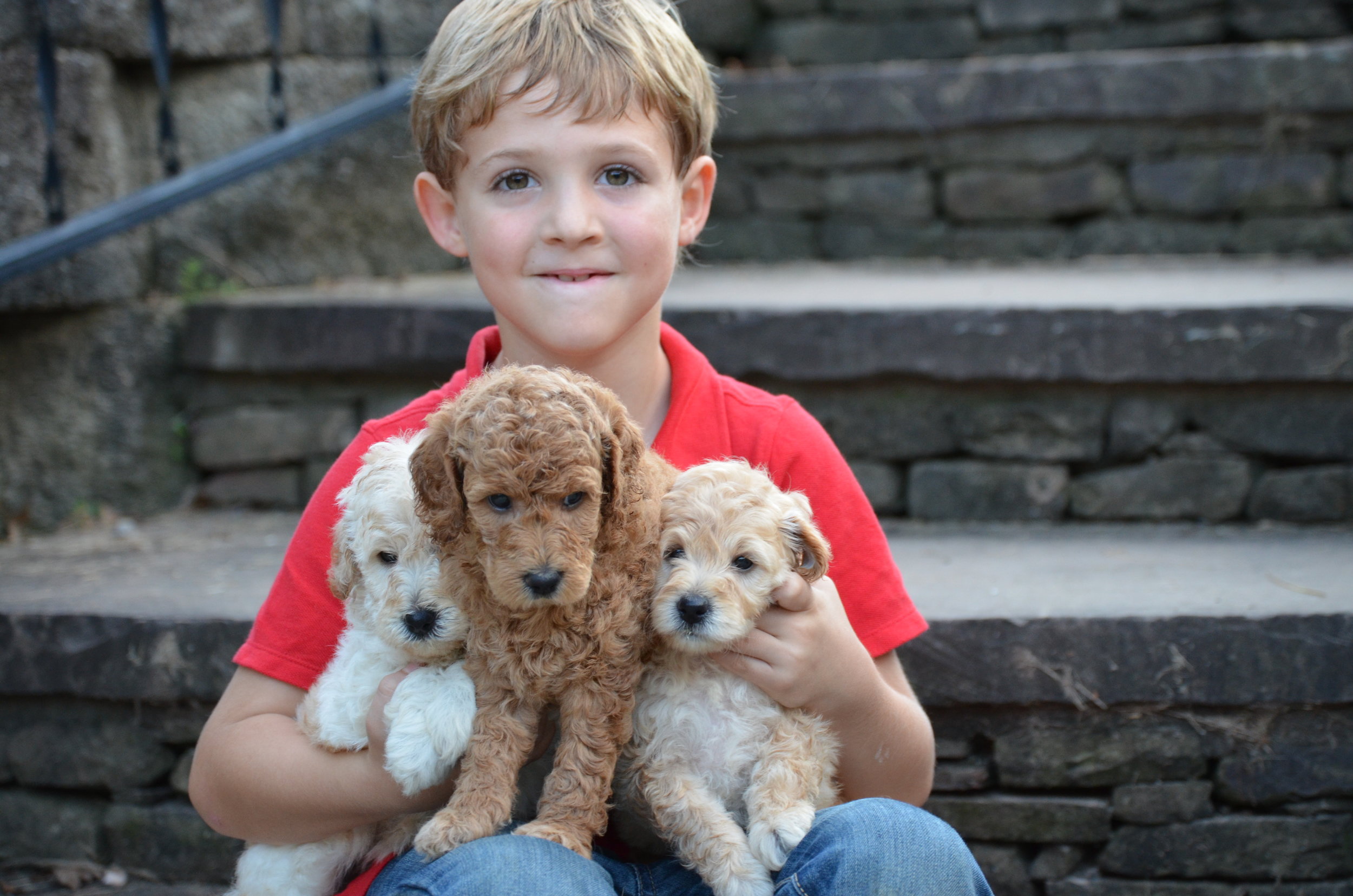 Micro Goldendoodle Litter