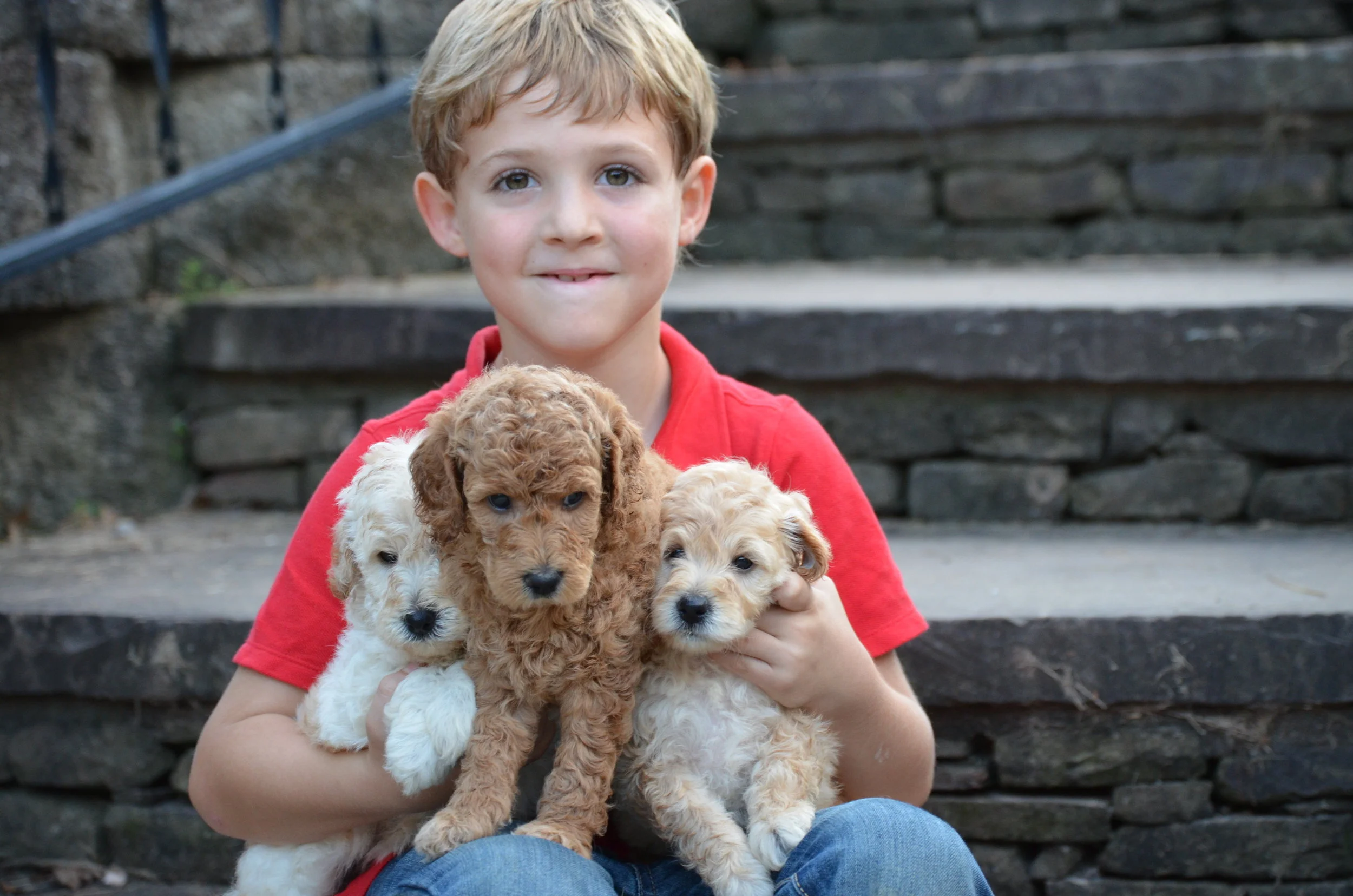 micro toy goldendoodle