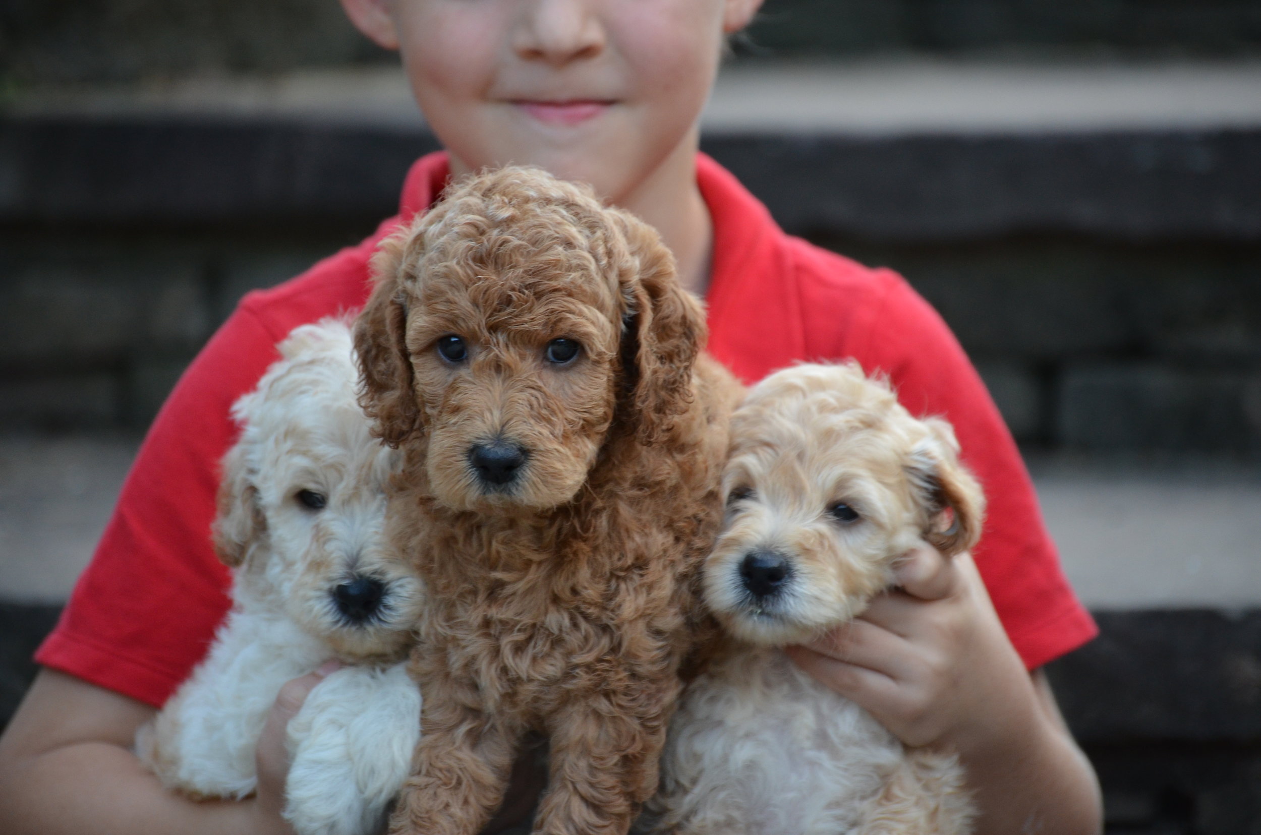 micro goldendoodle size