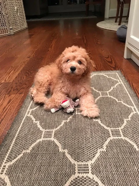 Tucker-Cavapoo-for-sale.jpg