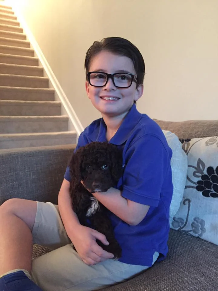 chocolate-cockapoo-charlotte.jpg