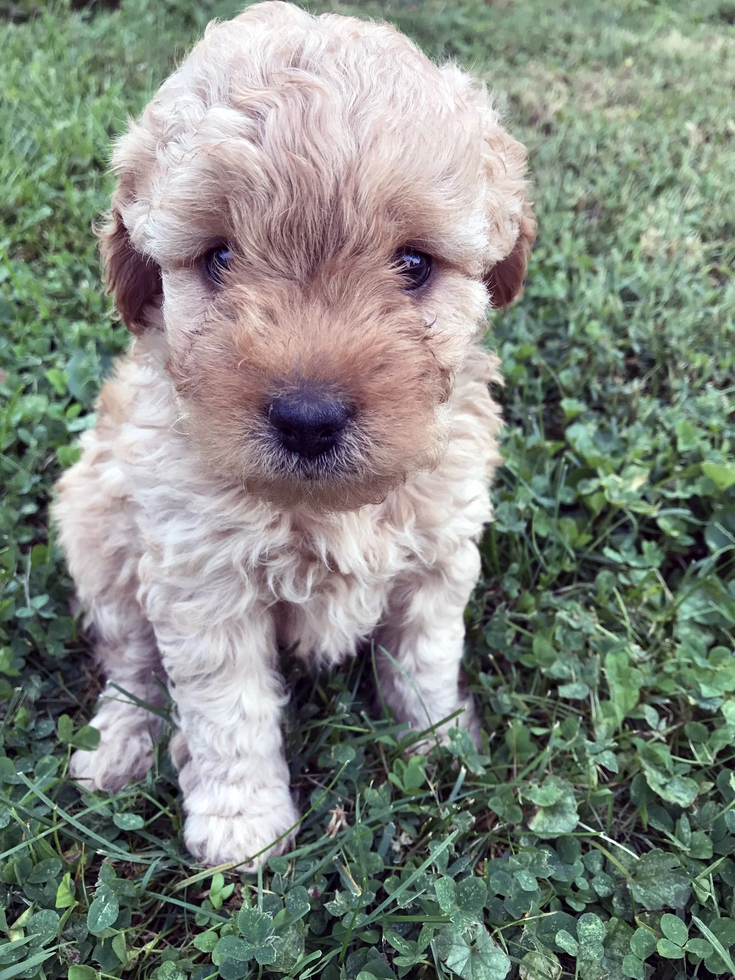 Bristol-micro-Goldendoodle-puppy.jpg