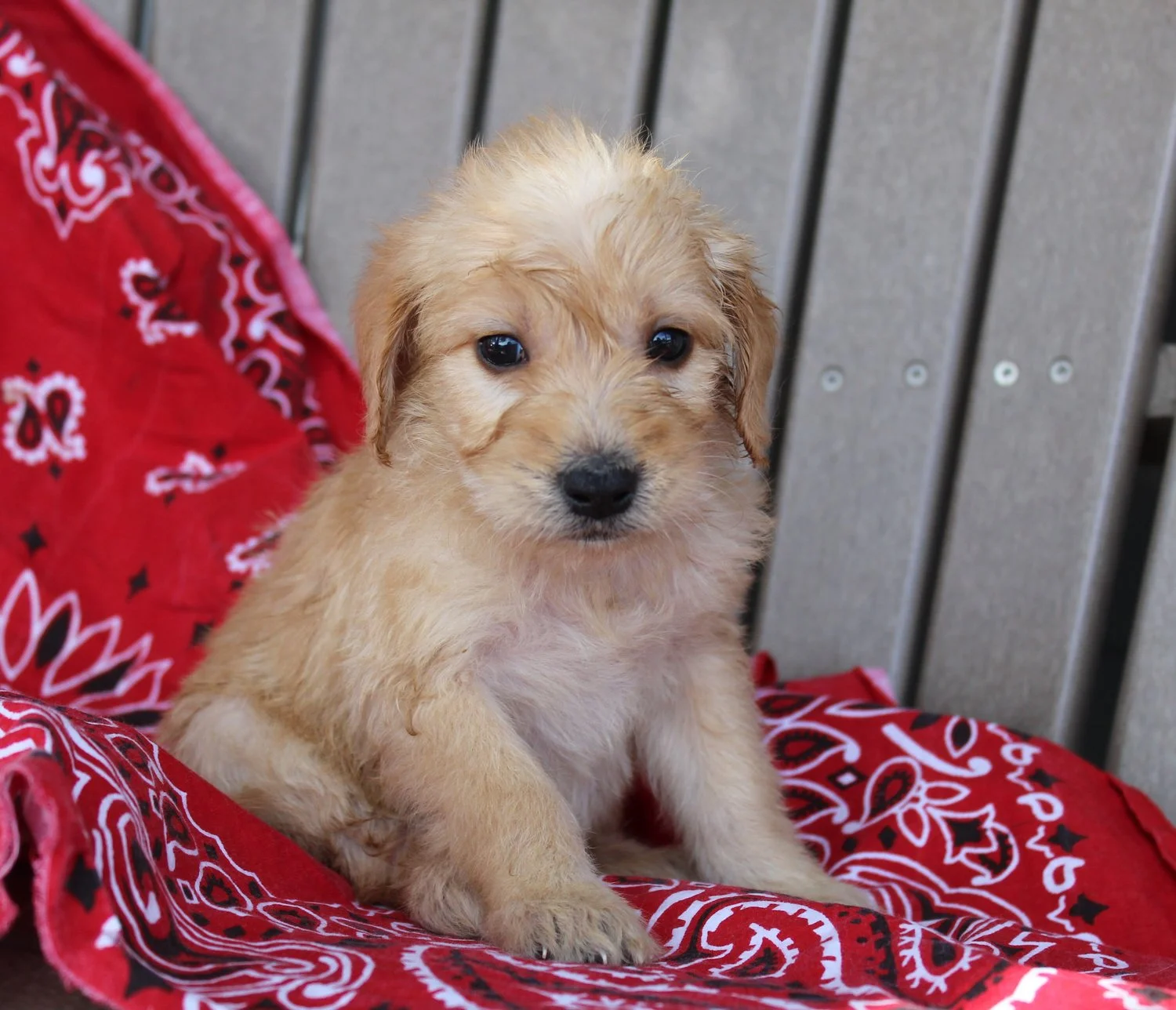 cream-mini-Goldendoodle.jpg
