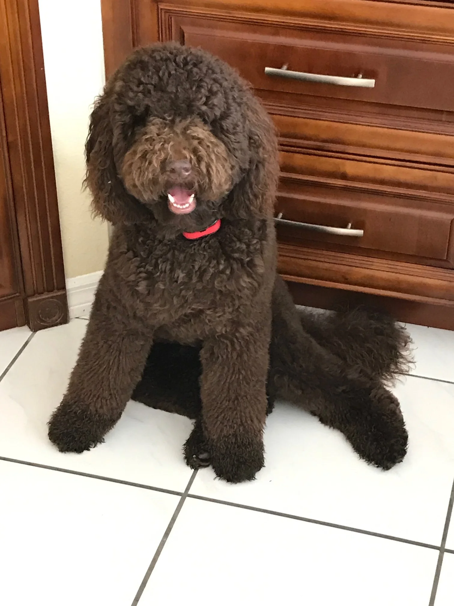 Chocolate-Labradoodle.jpeg