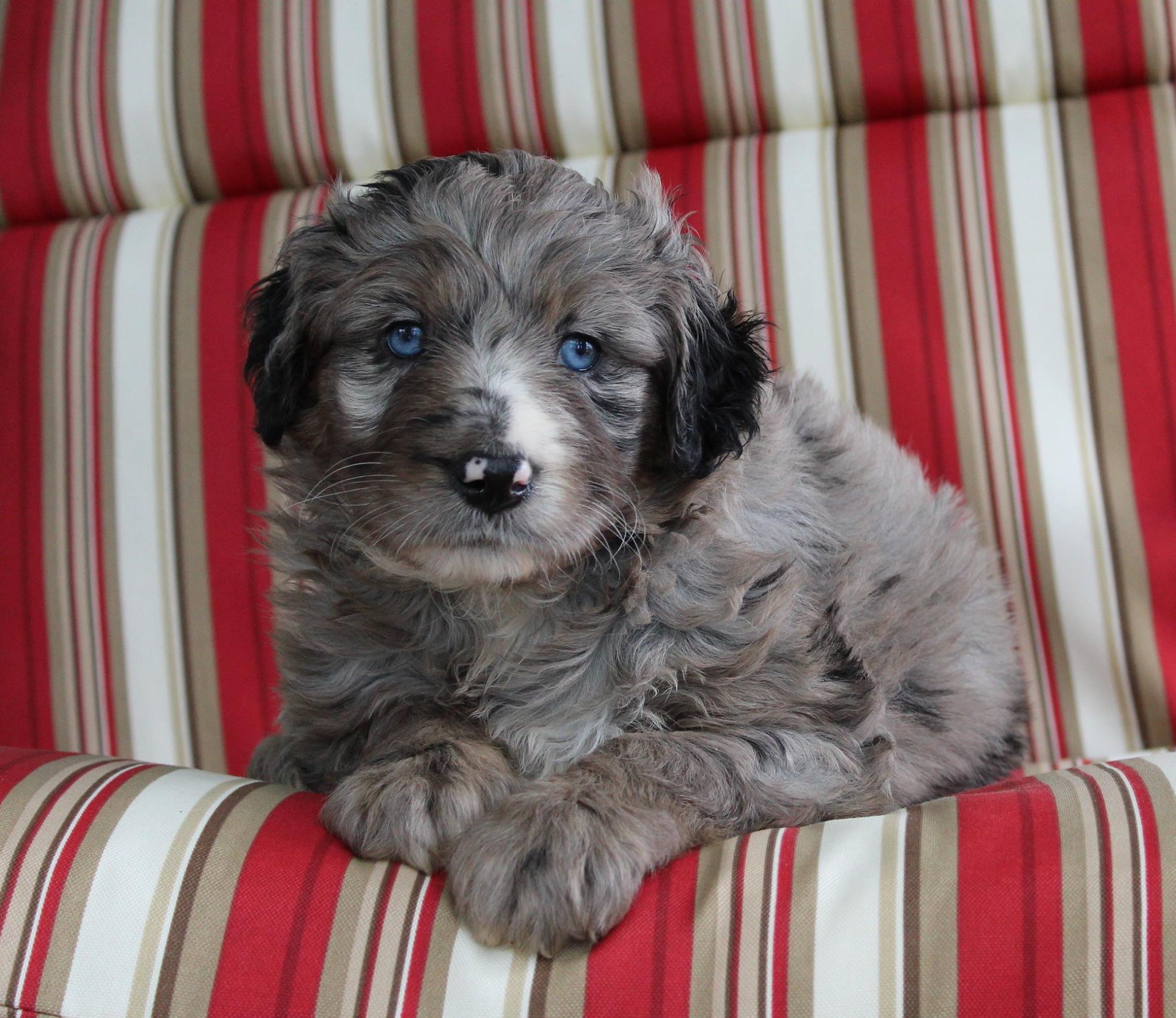 chocolate labradoodle with blue eyes