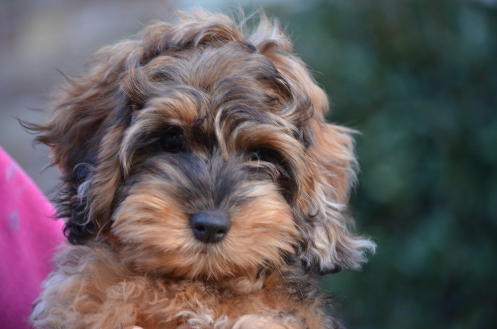 grey cockapoo puppy