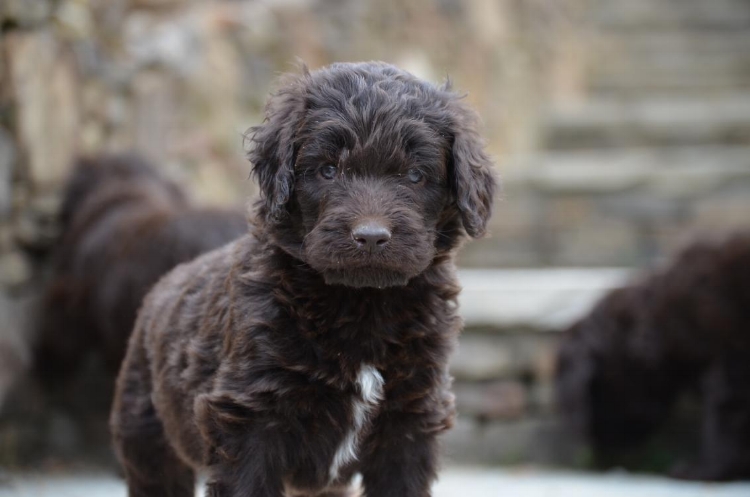 mini newfypoo puppies for sale