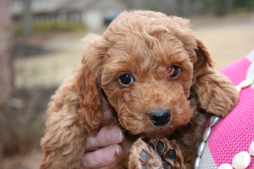 irish setter poodle mix puppies for sale